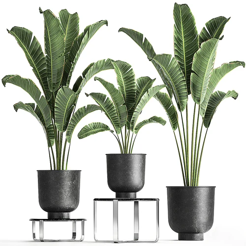 绿植盆栽