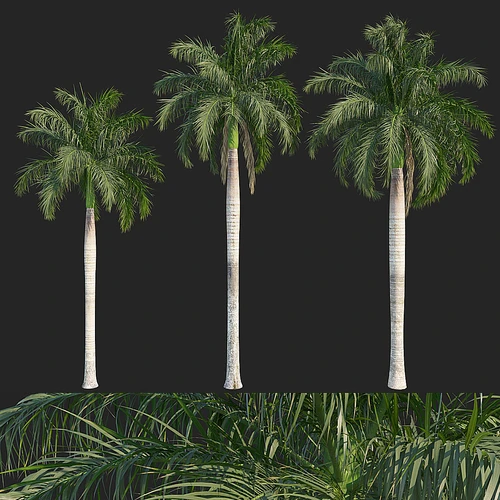 树
