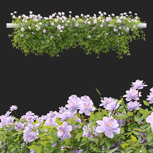 花艺植物