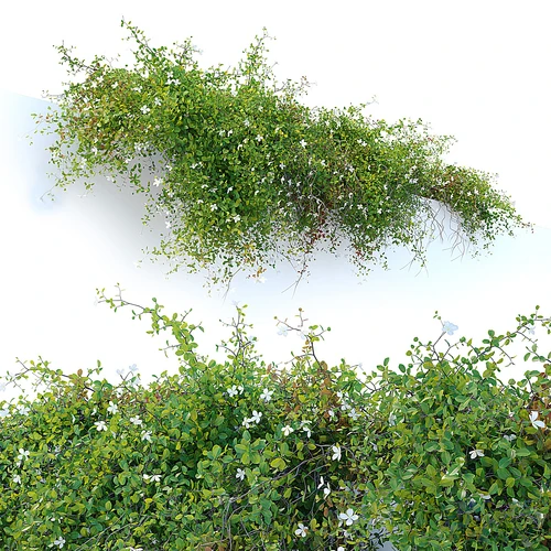 悬挂植物