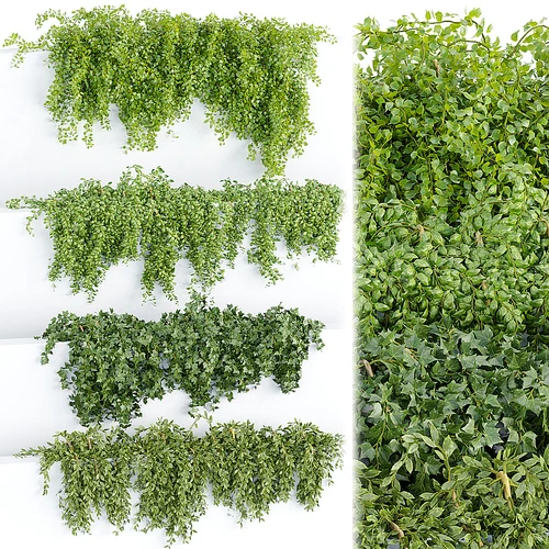 挂墙植物