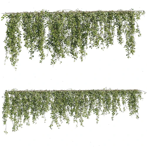 悬吊植物