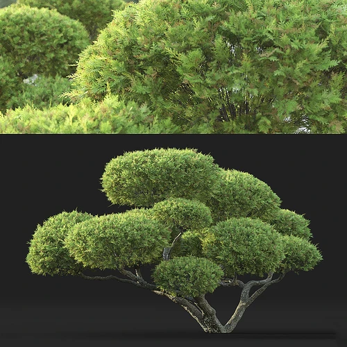 景观树