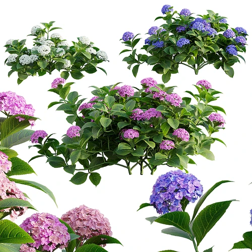绣球花