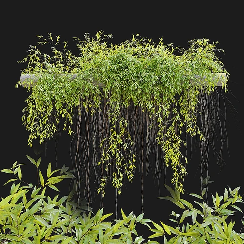 悬挂植物