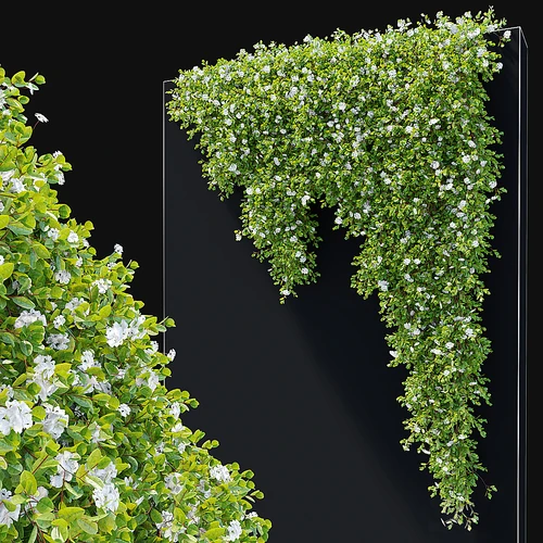 悬挂植物