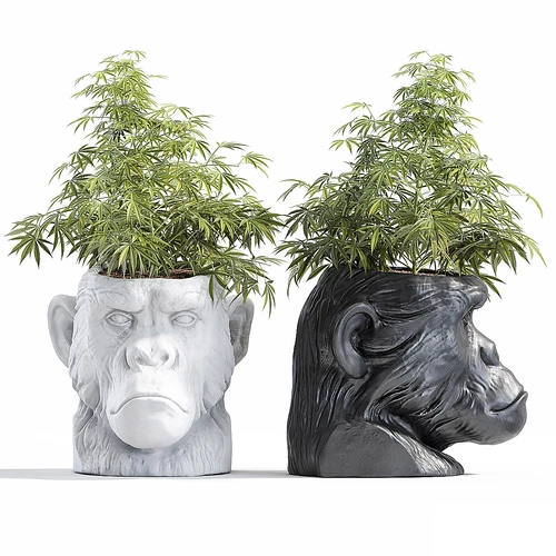 盆栽