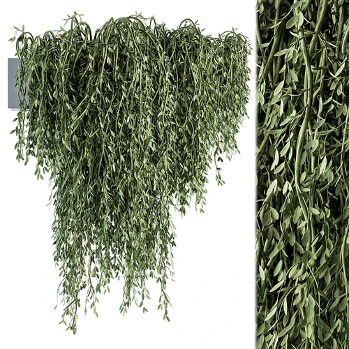 悬挂植物