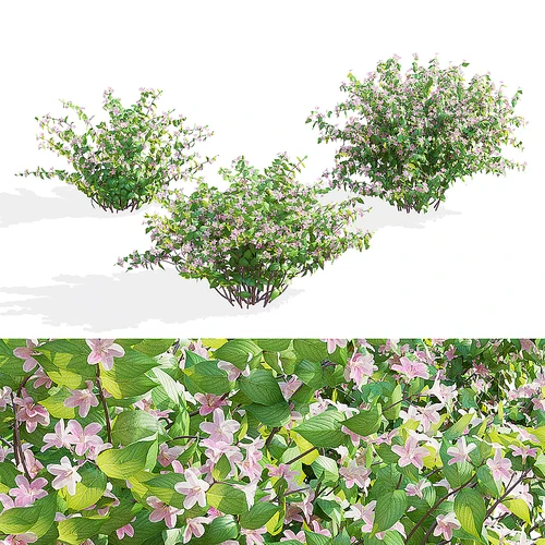 花草
