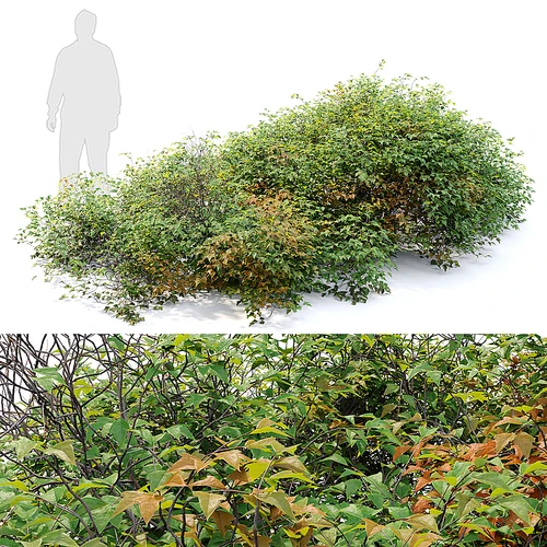 植物丛