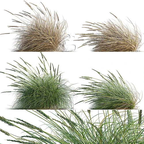 草