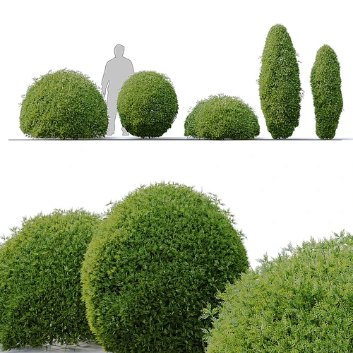 侧柏
