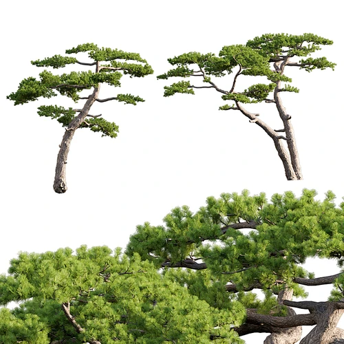 松树