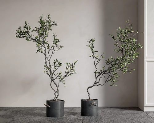 侘寂植物盆栽 绿植盆栽