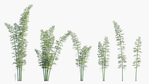 植物 竹子