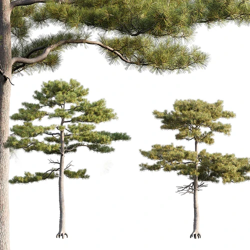 松树
