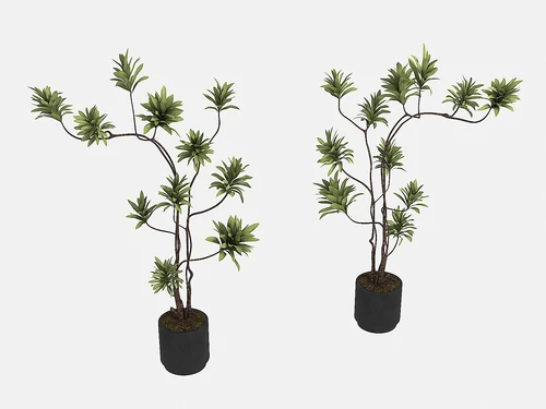 现代植物