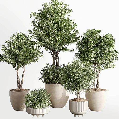 现代绿植盆栽组合