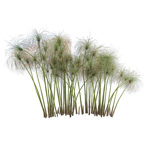 现代植物纸莎草