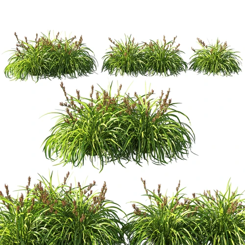 现代草
