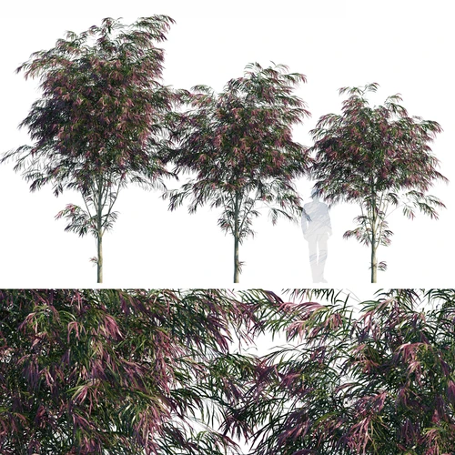现代景观树