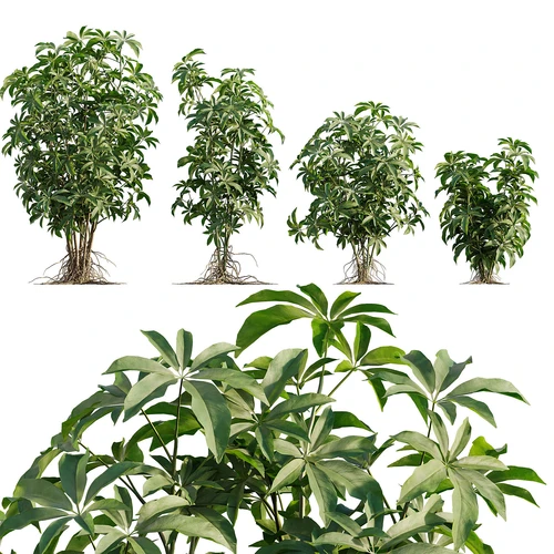 现代户外植物