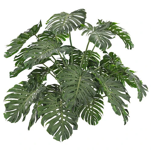 现代植物龟背竹
