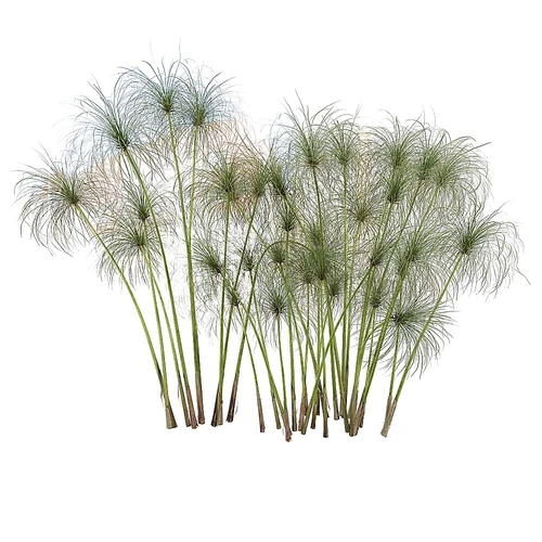 现代纸莎草