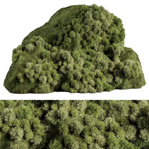 现代苔藓