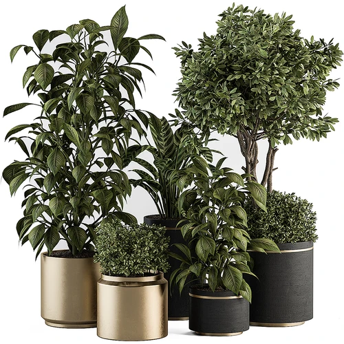 现代植物盆栽组合