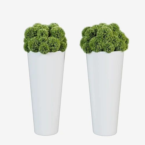 现代植物球盆栽