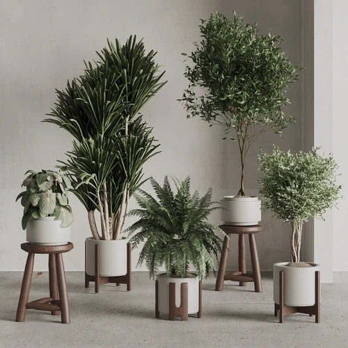 现代植物盆栽组合