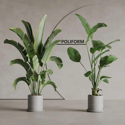 植物盆栽