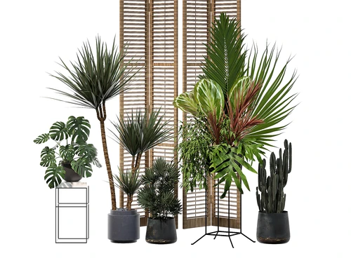 现代热带植物