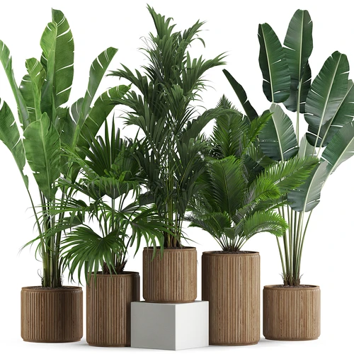 现代植物盆栽组合