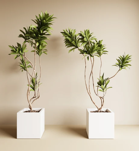 现代绿植盆栽