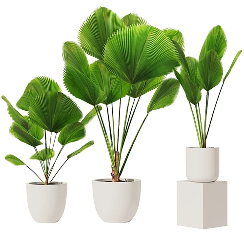 现代植物盆栽