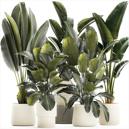 现代植物盆栽