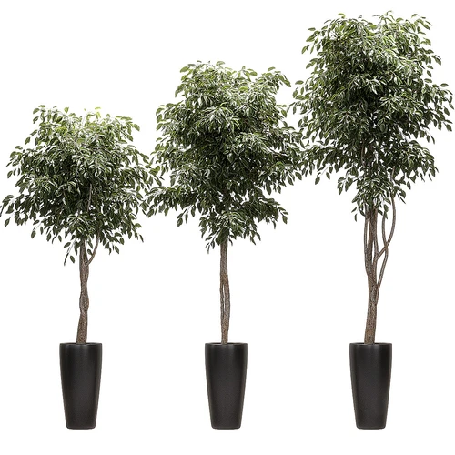 现代植物盆栽