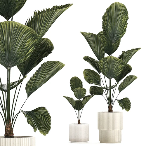 现代植物盆栽