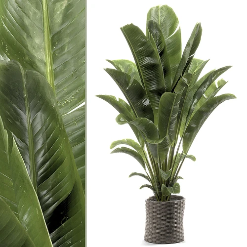 现代植物盆栽