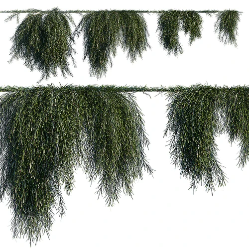 现代藤蔓植物