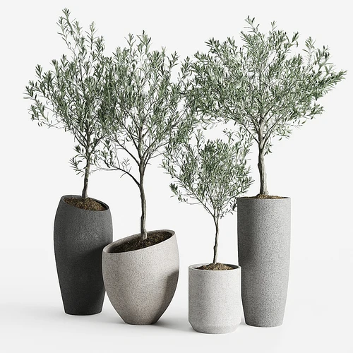现代植物盆栽组合