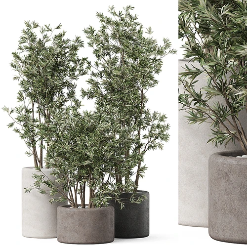 现代植物盆栽组合