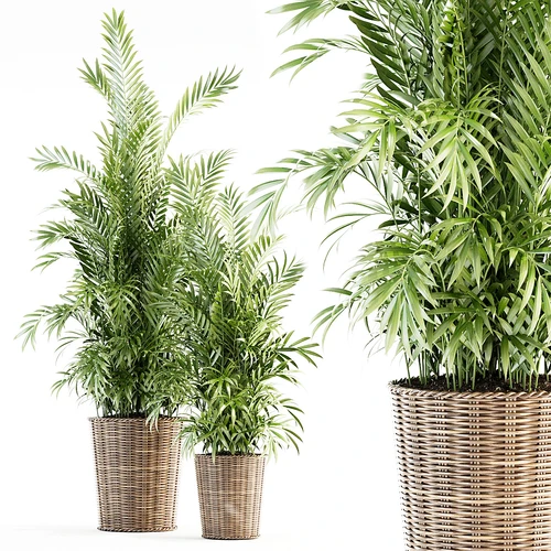 现代绿植盆栽植物