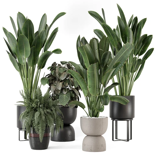 现代植物盆栽