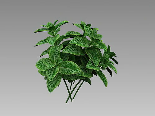薄荷叶