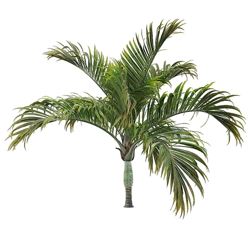 Hedyscepe 绿植