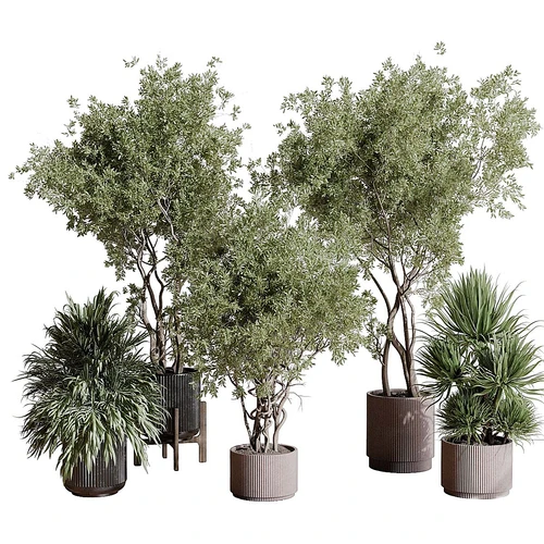 现代室内植物盆栽