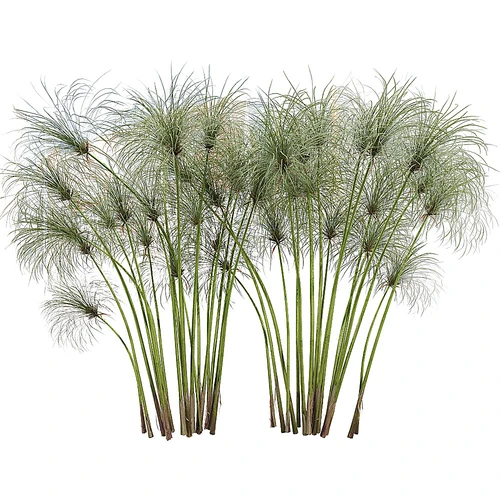 Cyperus 现代水草